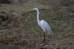 Silberreiher am Ufer