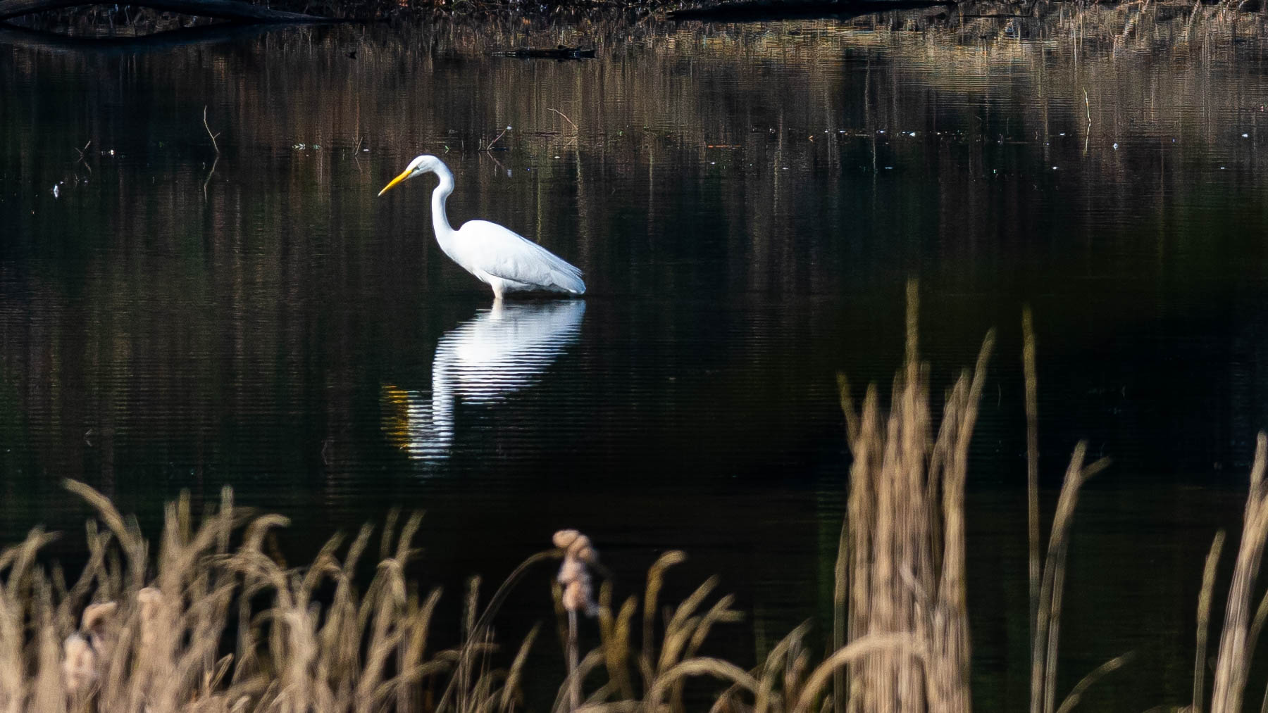 Silberreiher am Waldteich