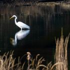 Silberreiher am Waldteich