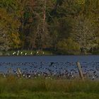 Silberreiher am Warnker See