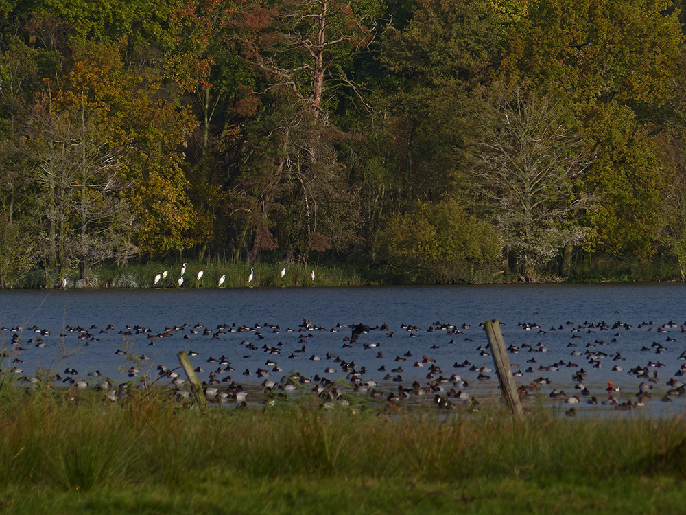 Silberreiher am Warnker See