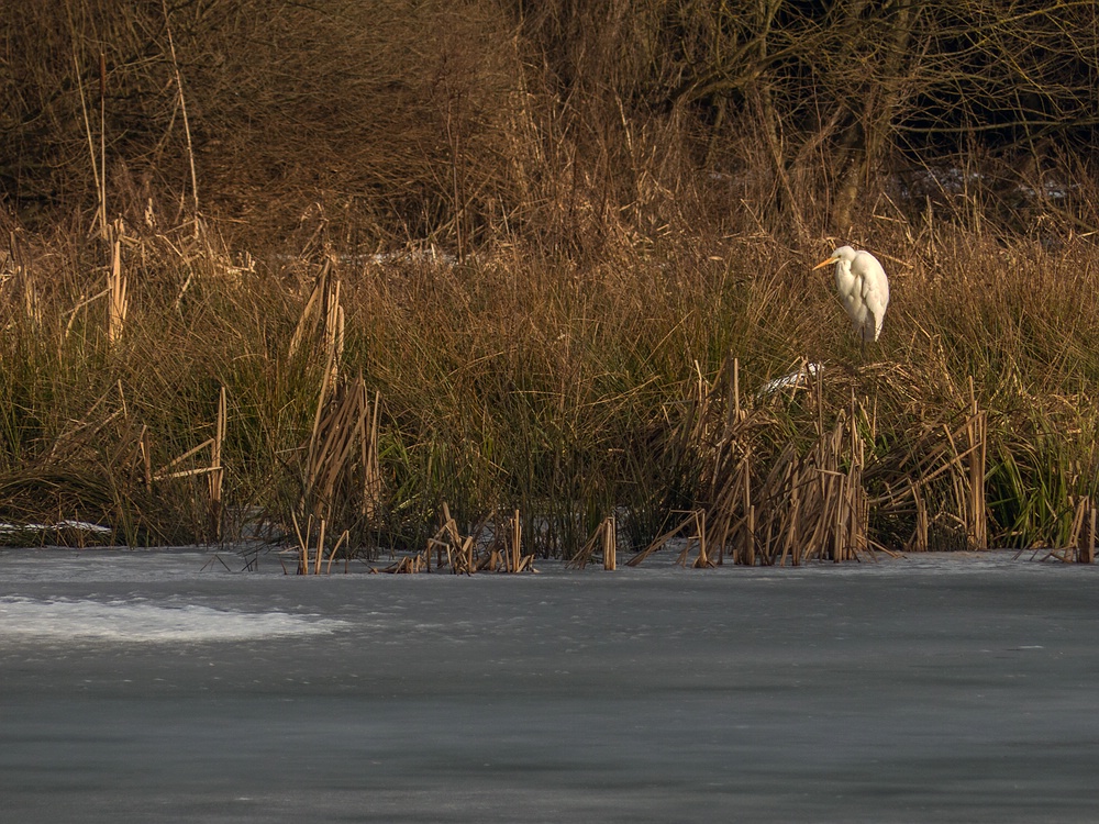 Silberreiher am zugefrorenen Aprather Mühlenteich