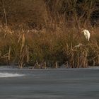 Silberreiher am zugefrorenen Aprather Mühlenteich