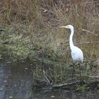 Silberreiher an unserem Kiesteich