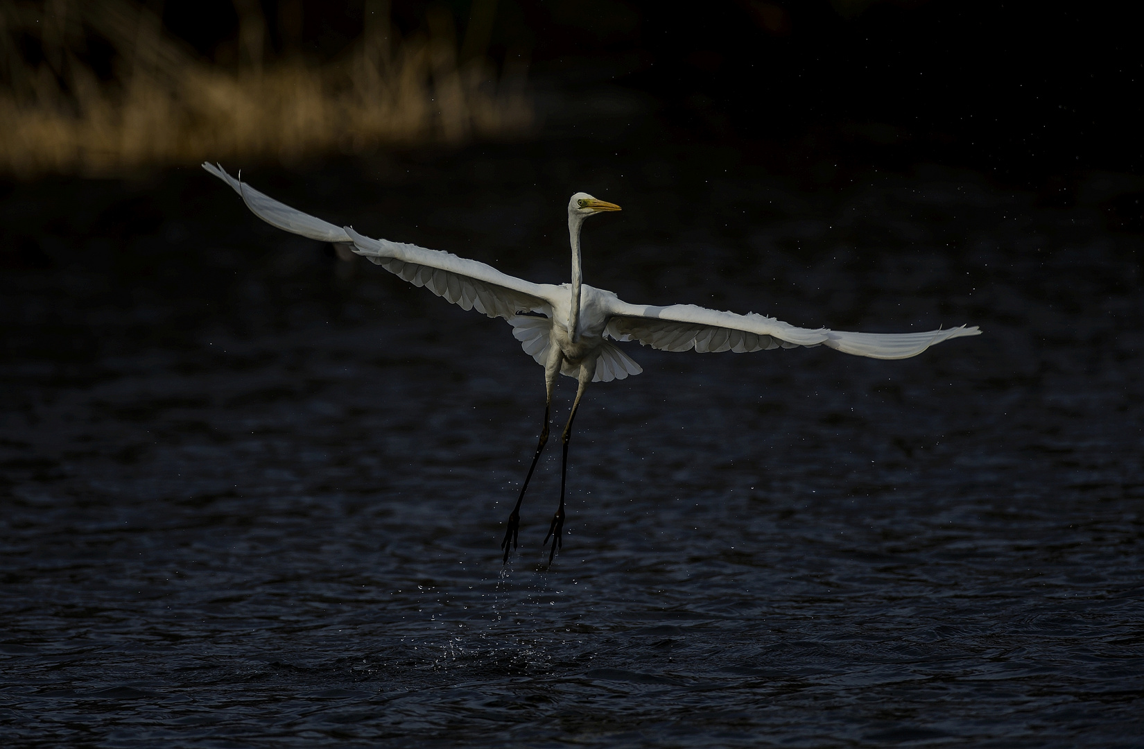 Silberreiher Anflug