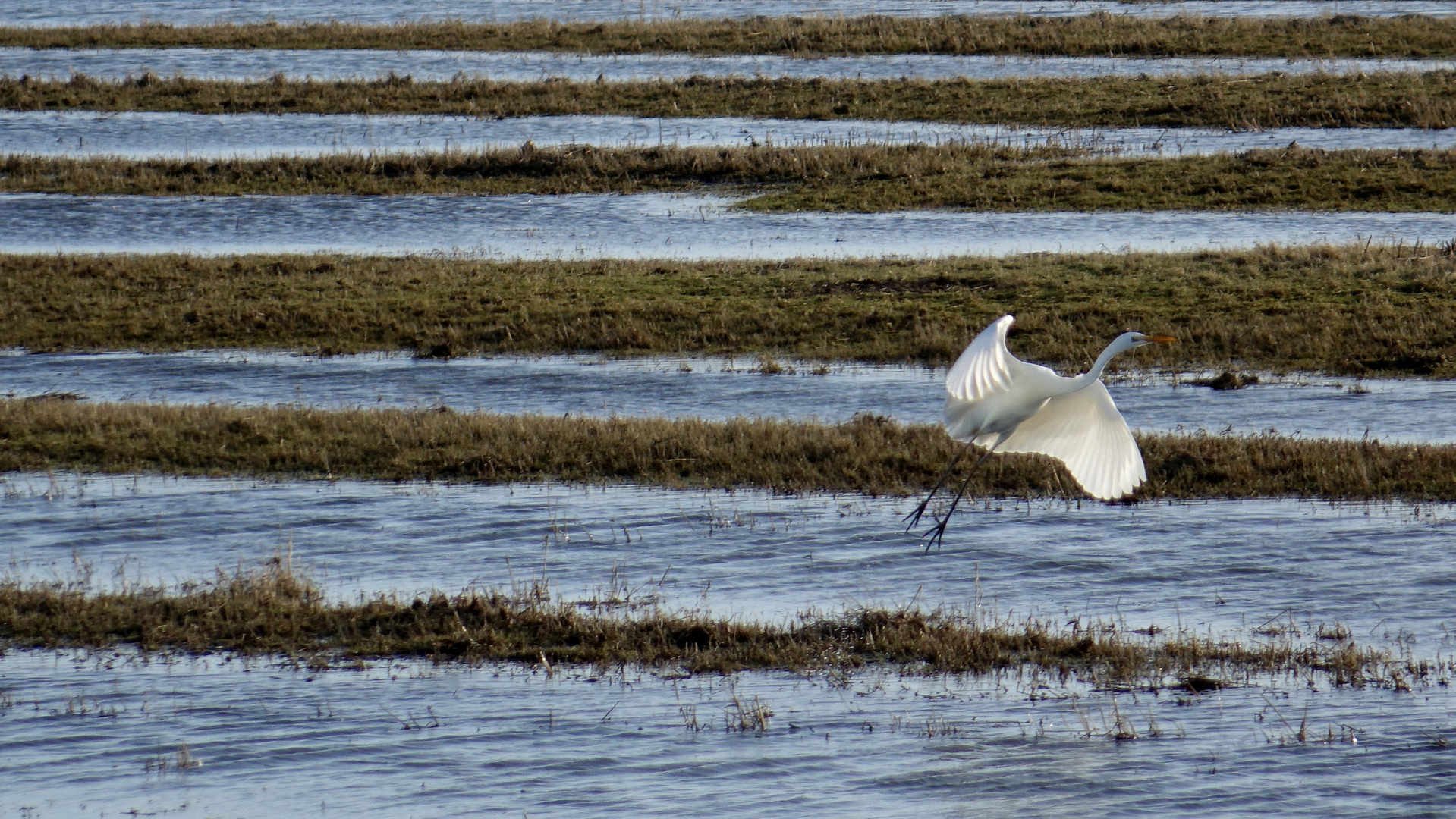 Silberreiher (Ardea alba)