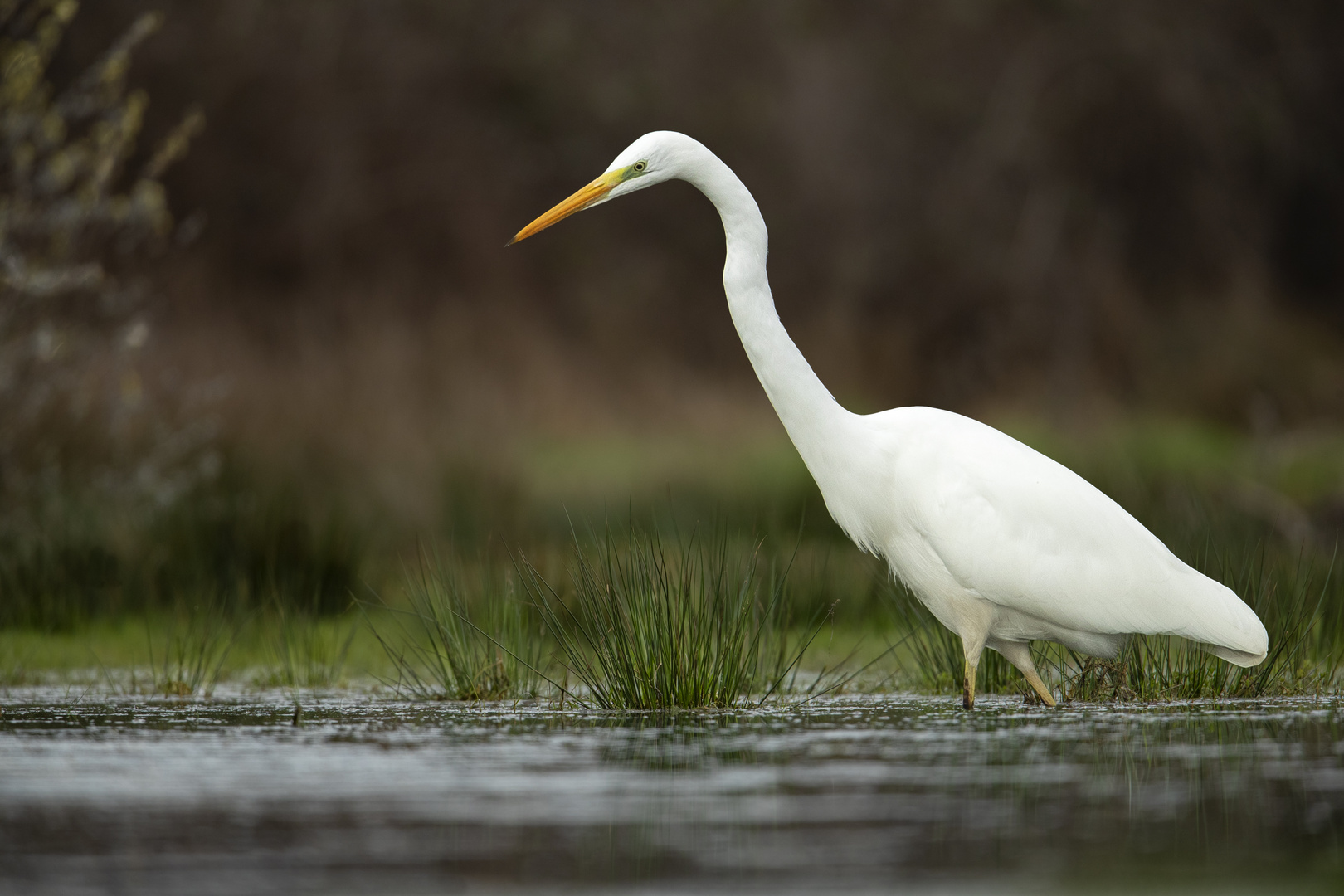 Silberreiher (Ardea alba)