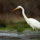 Silberreiher (Ardea alba)