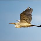 Silberreiher (Ardea alba)