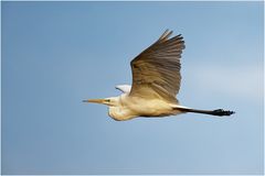 Silberreiher (Ardea alba)