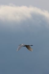 Silberreiher (Ardea alba)