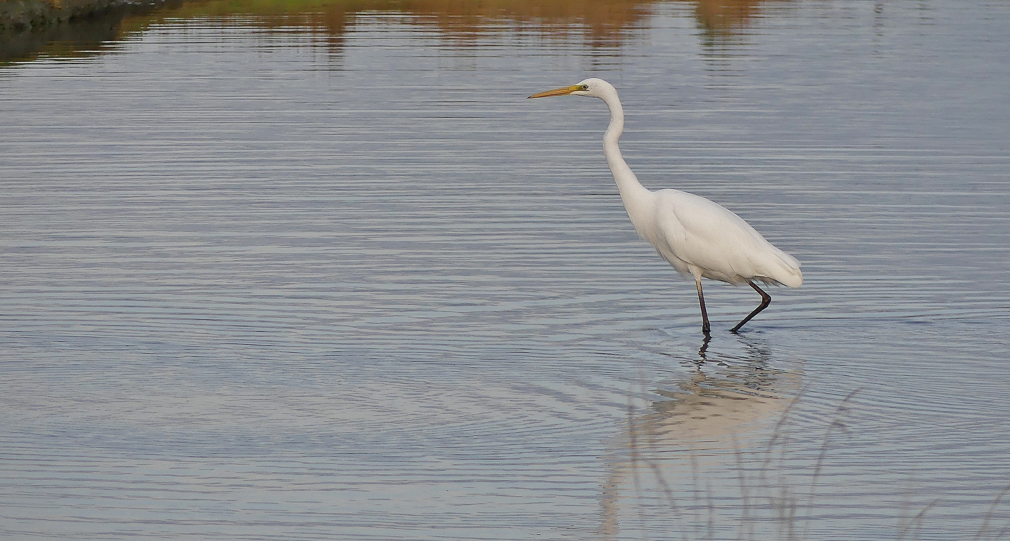 Silberreiher (Ardea alba)