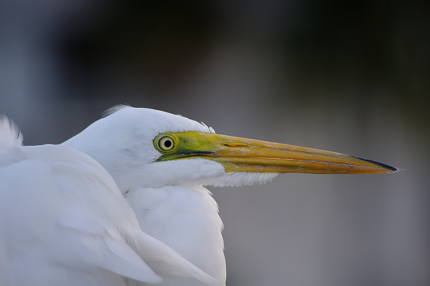 Silberreiher (Ardea alba)