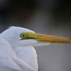 Silberreiher (Ardea alba)