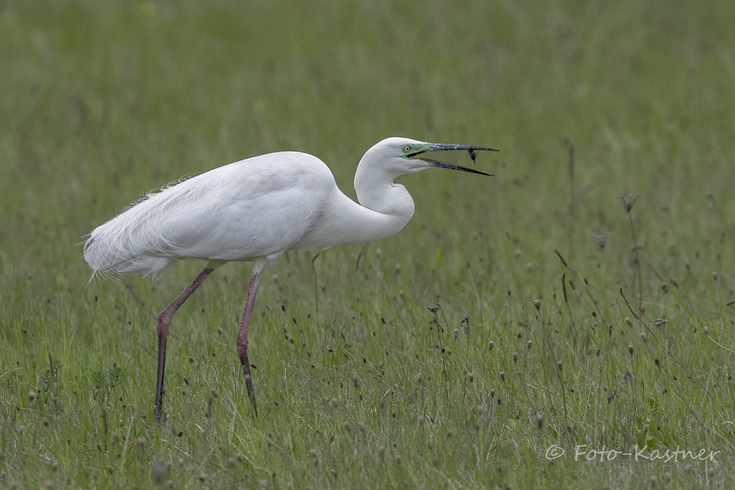 Silberreiher (Ardea alba)