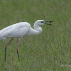 Silberreiher (Ardea alba)