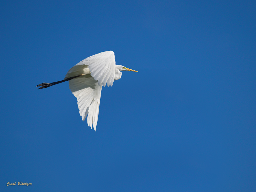 Silberreiher (Ardea alba)