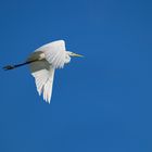 Silberreiher (Ardea alba)