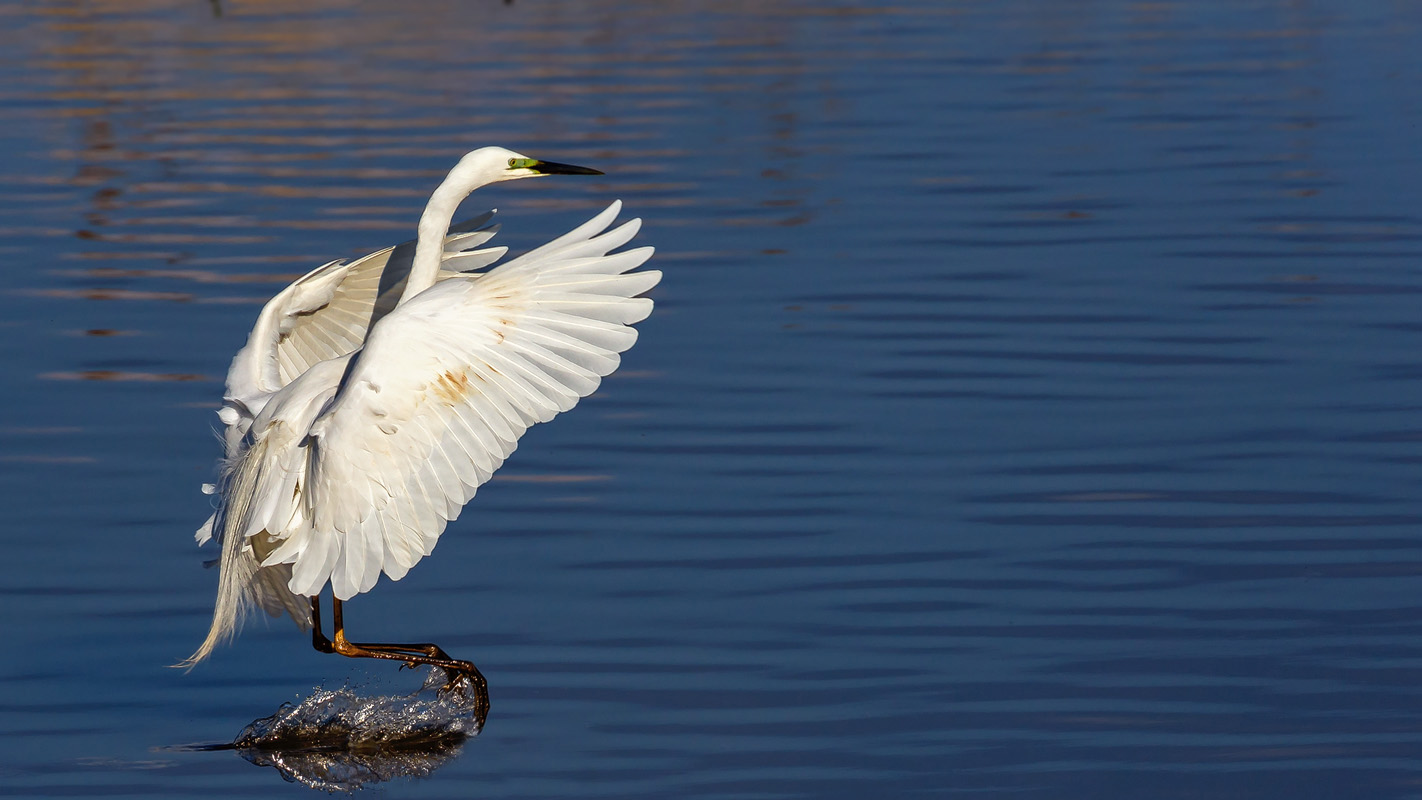 Silberreiher (Ardea alba)