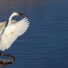 Silberreiher (Ardea alba)