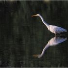 Silberreiher (Ardea alba)