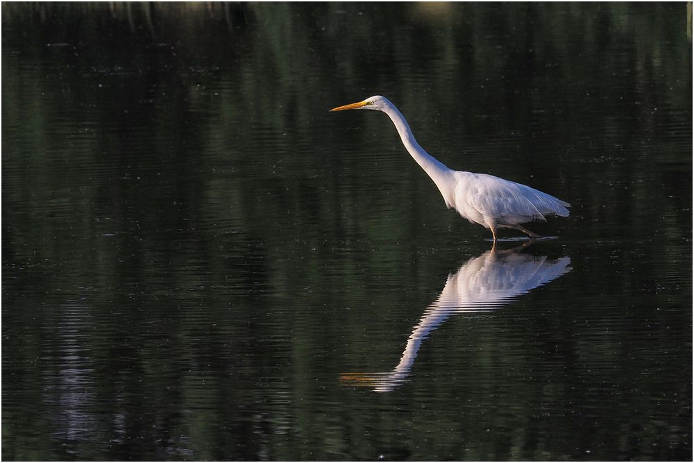 Silberreiher (Ardea alba)