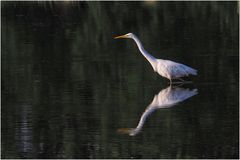 Silberreiher (Ardea alba)