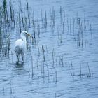 Silberreiher (Ardea alba)