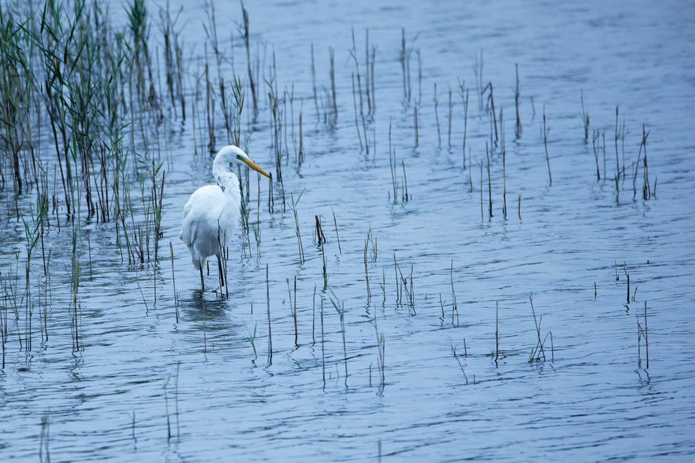 Silberreiher (Ardea alba)