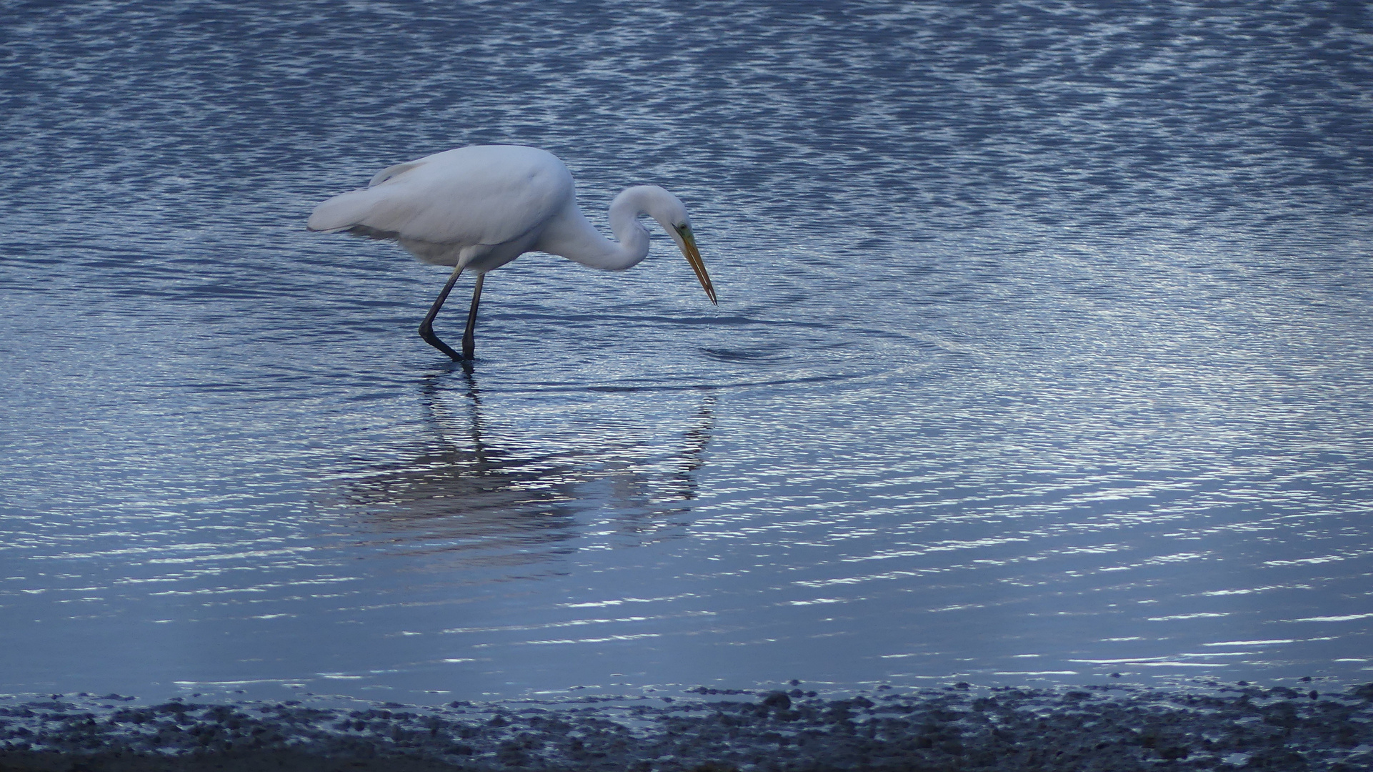 Silberreiher (Ardea alba)