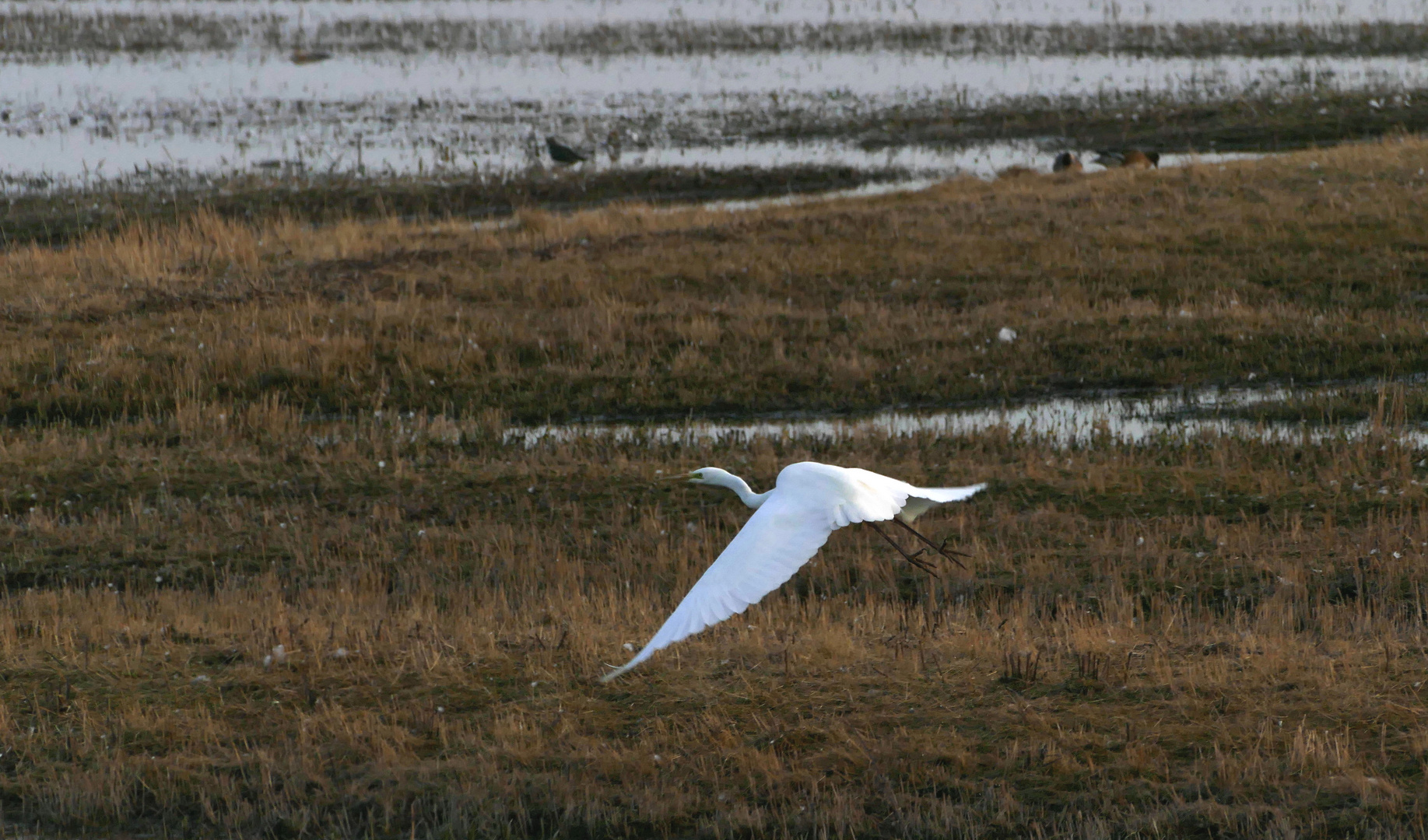 Silberreiher (Ardea alba)...