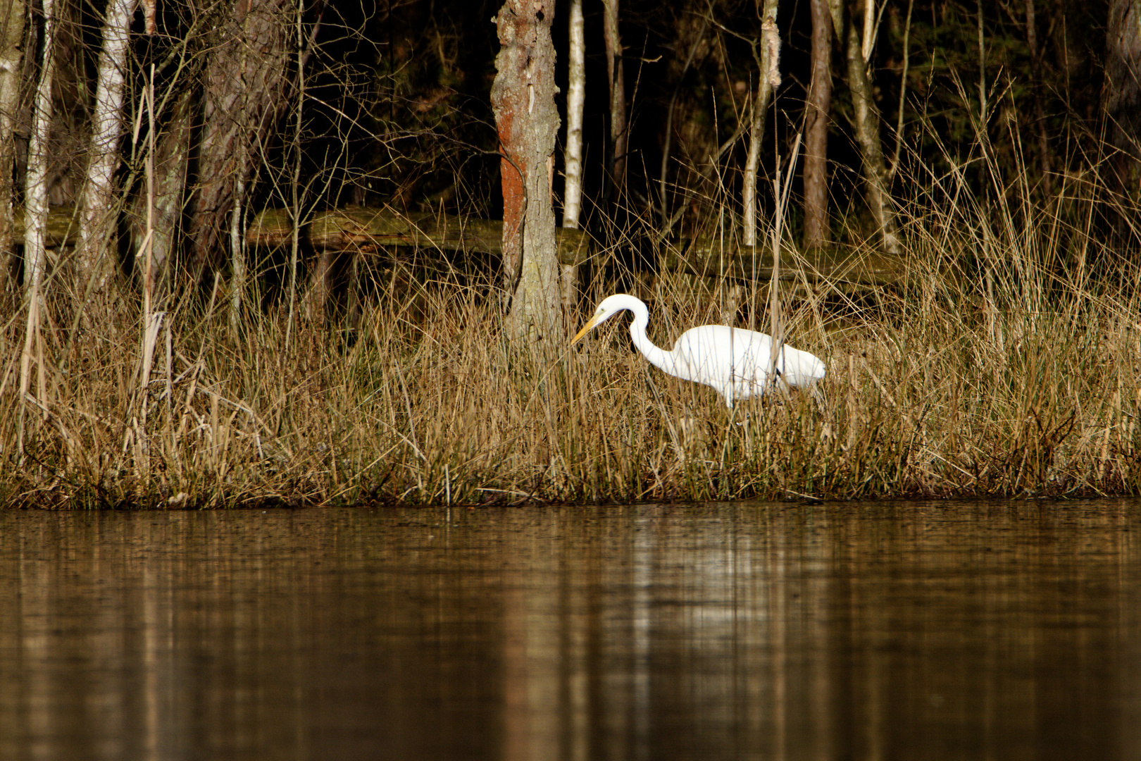 Silberreiher (Ardea alba)