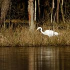 Silberreiher (Ardea alba)