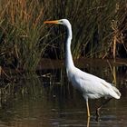 Silberreiher (Ardea alba)