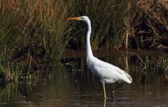 Silberreiher (Ardea alba)