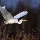 Silberreiher (Ardea alba)