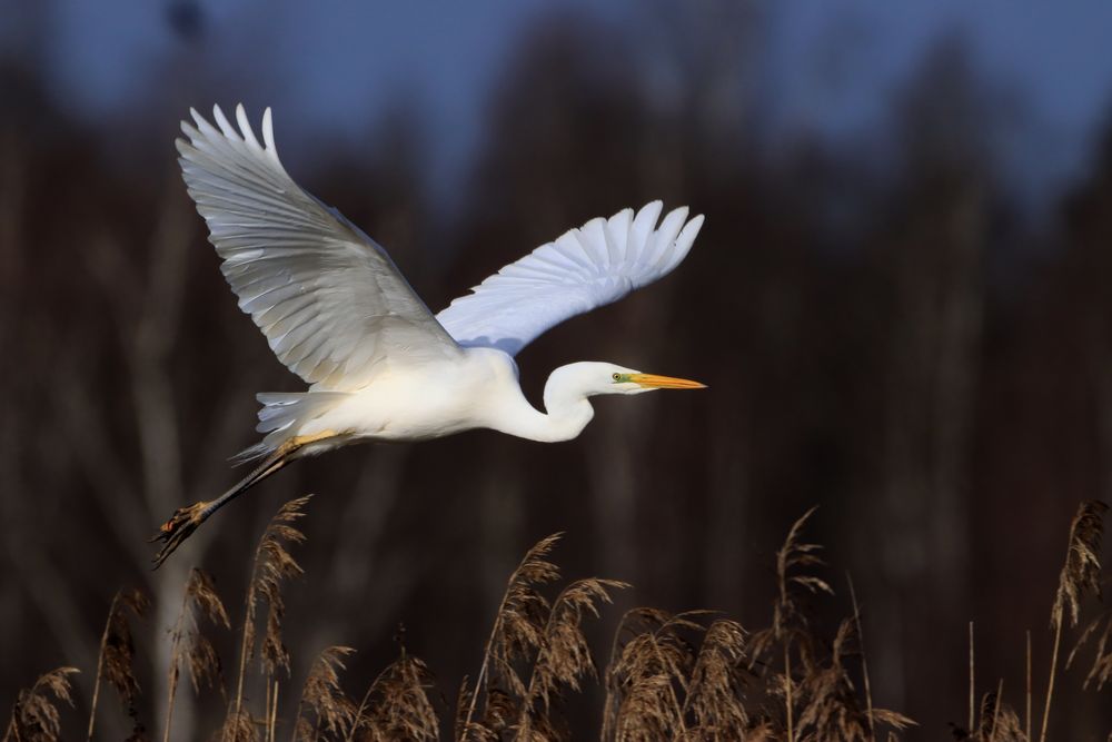 Silberreiher (Ardea alba)