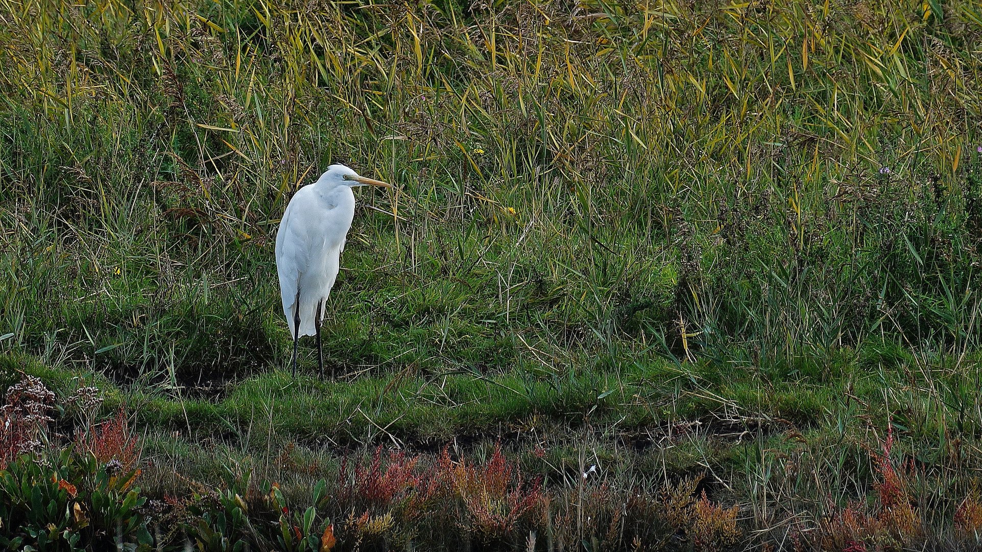 Silberreiher (Ardea alba)