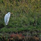 Silberreiher (Ardea alba)