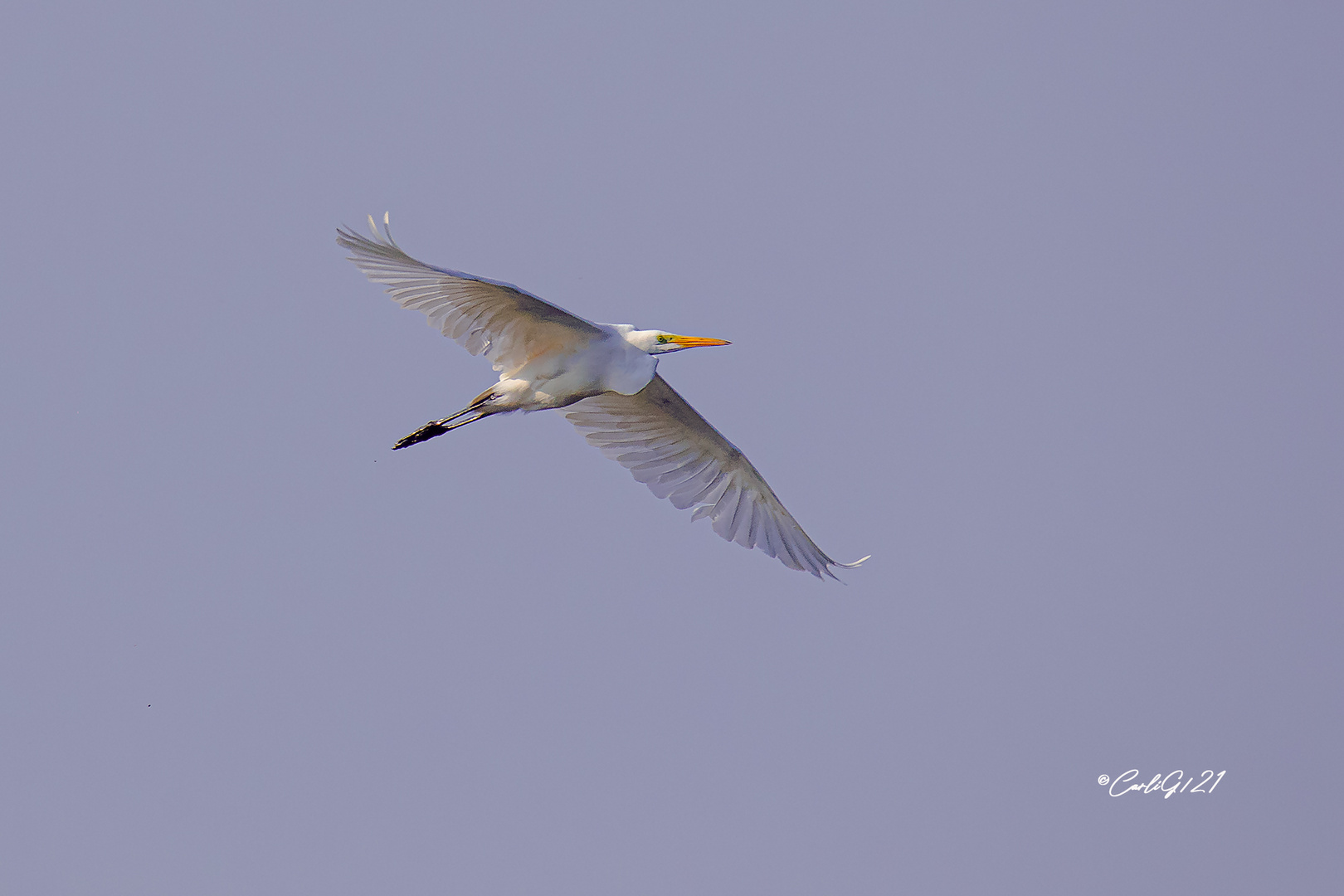 Silberreiher (Ardea alba)