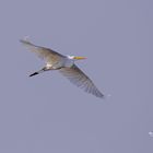 Silberreiher (Ardea alba)