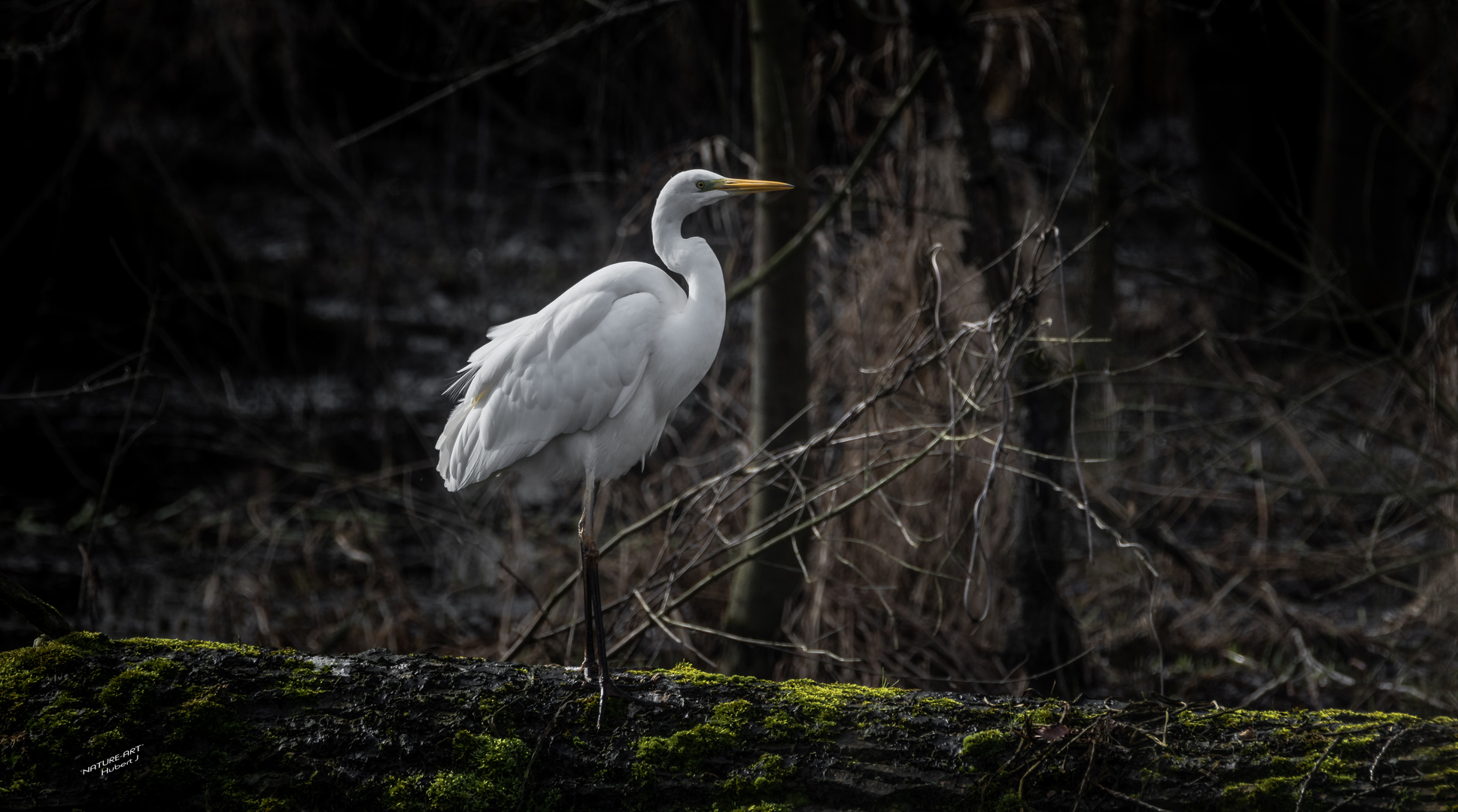 Silberreiher (Ardea alba)