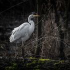 Silberreiher (Ardea alba)