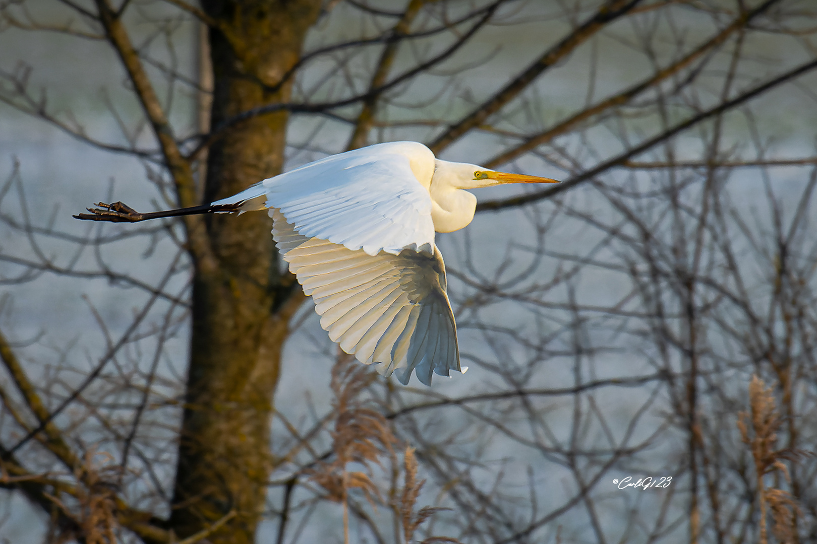 Silberreiher (Ardea alba)