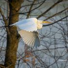 Silberreiher (Ardea alba)