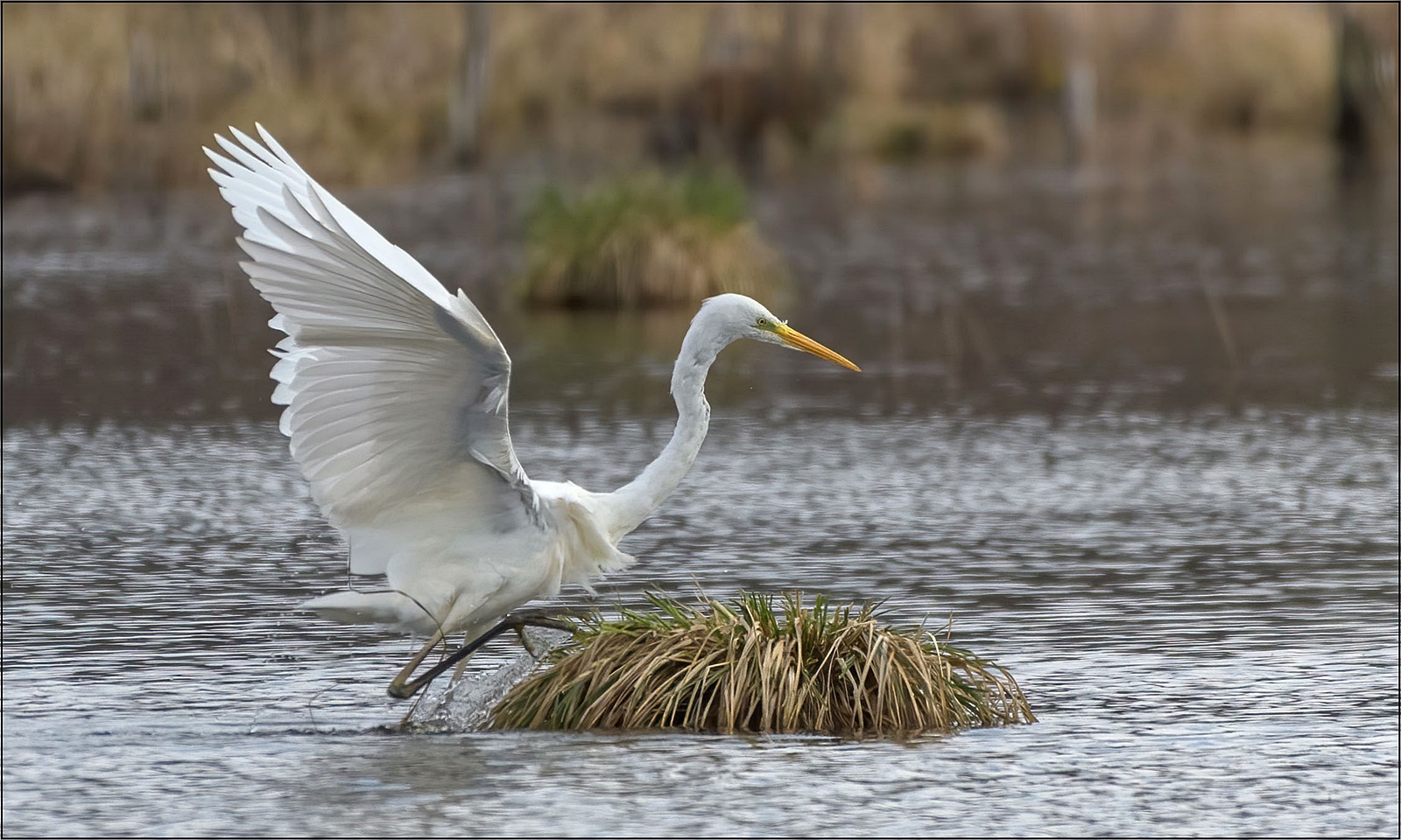 Silberreiher (Ardea alba)