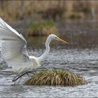 Silberreiher (Ardea alba)