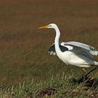 Silberreiher (Ardea alba)