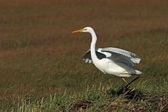 Silberreiher (Ardea alba)