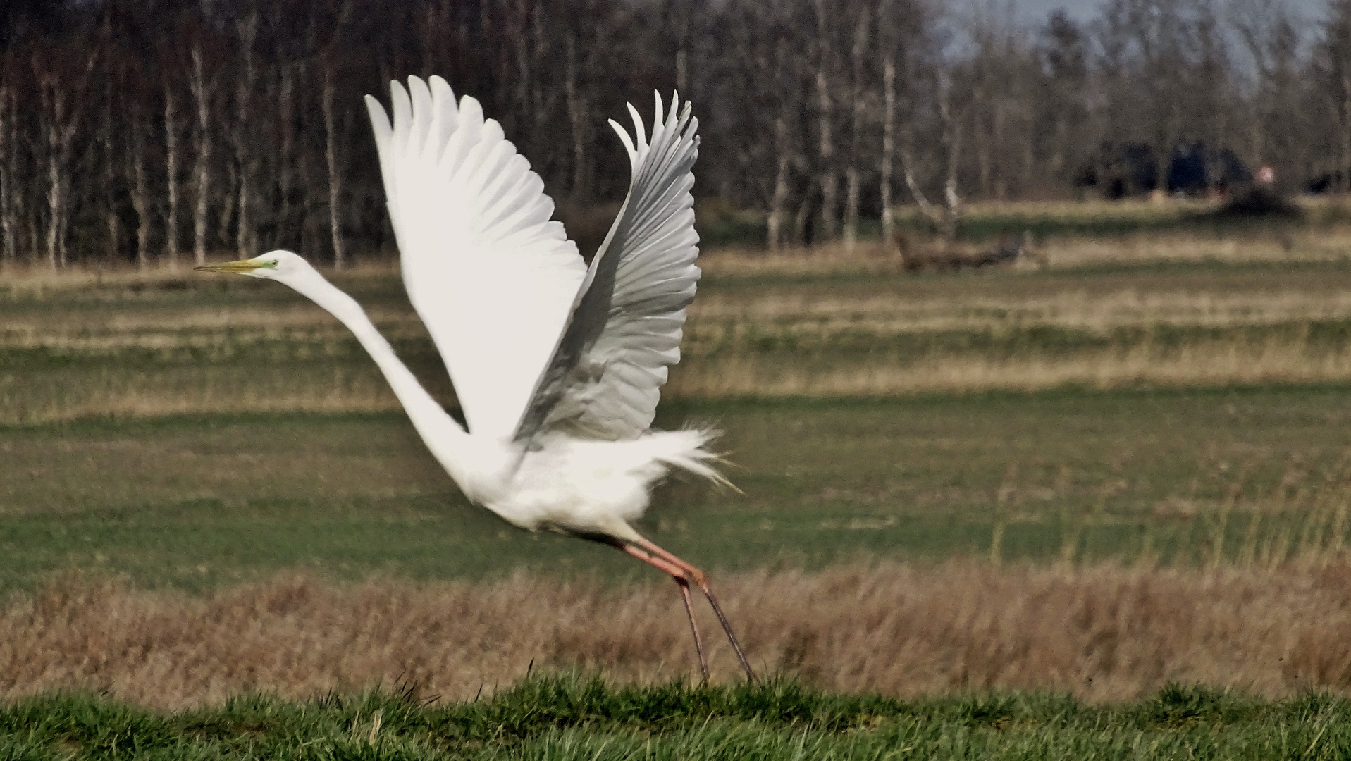 Silberreiher (Ardea alba)...